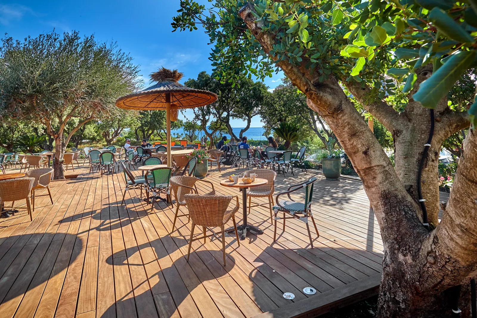 Terrasse sous les oliviers